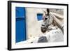 Donkey Waits at Cobbled Stairway, Santorini, Greece-David Noyes-Framed Photographic Print