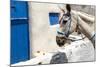 Donkey Waits at Cobbled Stairway, Santorini, Greece-David Noyes-Mounted Photographic Print