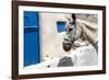 Donkey Waits at Cobbled Stairway, Santorini, Greece-David Noyes-Framed Photographic Print