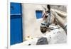 Donkey Waits at Cobbled Stairway, Santorini, Greece-David Noyes-Framed Photographic Print