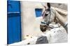 Donkey Waits at Cobbled Stairway, Santorini, Greece-David Noyes-Stretched Canvas