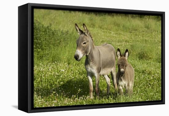 Donkey with Foal Standing in Meadow-null-Framed Stretched Canvas