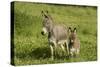 Donkey with Foal Standing in Meadow-null-Stretched Canvas