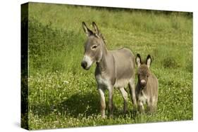 Donkey with Foal Standing in Meadow-null-Stretched Canvas