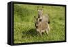 Donkey with Foal Standing in Meadow-null-Framed Stretched Canvas