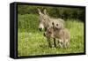 Donkey with Foal Standing in Meadow-null-Framed Stretched Canvas