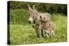 Donkey with Foal Standing in Meadow-null-Stretched Canvas