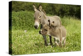 Donkey with Foal Standing in Meadow-null-Stretched Canvas