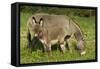 Donkey with Foal Standing in Meadow-null-Framed Stretched Canvas