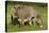 Donkey with Foal Standing in Meadow-null-Stretched Canvas