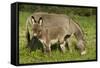 Donkey with Foal Standing in Meadow-null-Framed Stretched Canvas