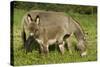 Donkey with Foal Standing in Meadow-null-Stretched Canvas