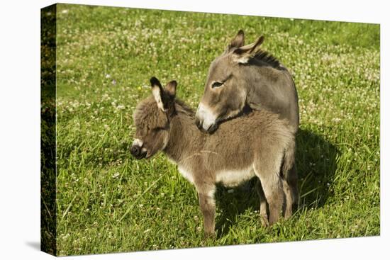 Donkey with Foal Standing in Meadow-null-Stretched Canvas