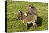Donkey with Foal Standing in Meadow-null-Stretched Canvas