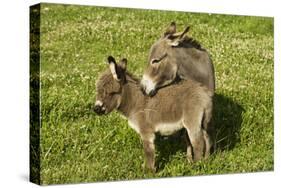 Donkey with Foal Standing in Meadow-null-Stretched Canvas