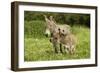 Donkey with Foal Standing in Meadow-null-Framed Photographic Print