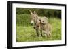 Donkey with Foal Standing in Meadow-null-Framed Photographic Print