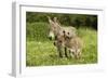 Donkey with Foal Standing in Meadow-null-Framed Photographic Print