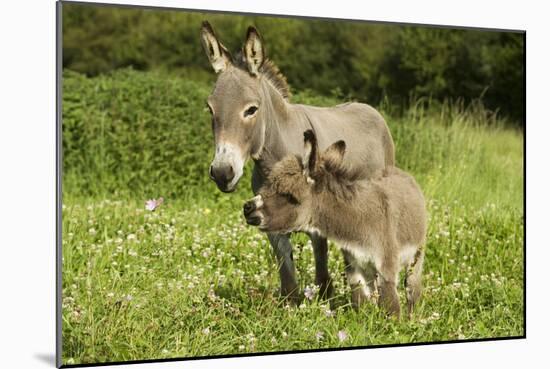 Donkey with Foal Standing in Meadow-null-Mounted Photographic Print