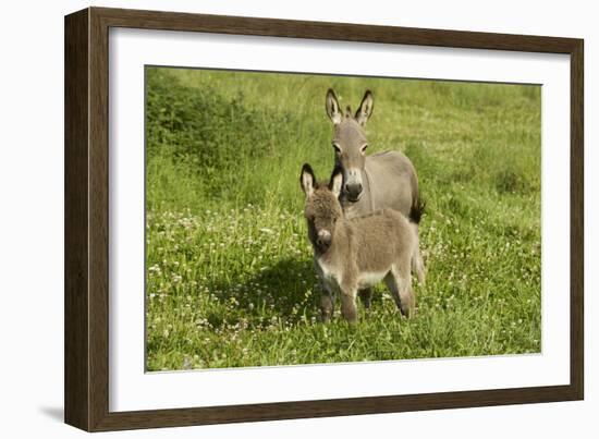 Donkey with Foal Standing in Meadow-null-Framed Photographic Print