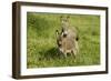 Donkey with Foal Standing in Meadow-null-Framed Photographic Print