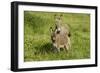 Donkey with Foal Standing in Meadow-null-Framed Photographic Print