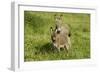 Donkey with Foal Standing in Meadow-null-Framed Photographic Print