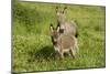 Donkey with Foal Standing in Meadow-null-Mounted Photographic Print