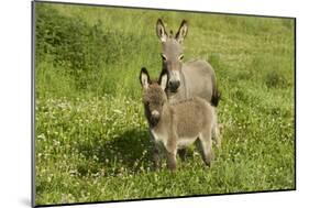 Donkey with Foal Standing in Meadow-null-Mounted Photographic Print