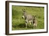 Donkey with Foal Standing in Meadow-null-Framed Photographic Print