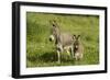 Donkey with Foal Standing in Meadow-null-Framed Photographic Print