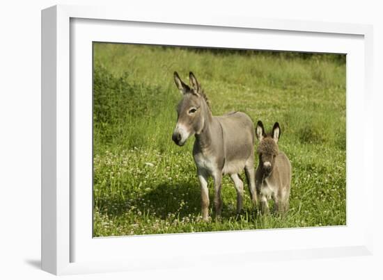 Donkey with Foal Standing in Meadow-null-Framed Photographic Print