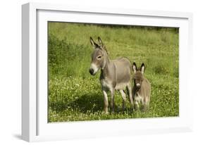 Donkey with Foal Standing in Meadow-null-Framed Photographic Print