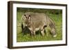 Donkey with Foal Standing in Meadow-null-Framed Photographic Print