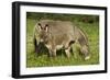 Donkey with Foal Standing in Meadow-null-Framed Photographic Print