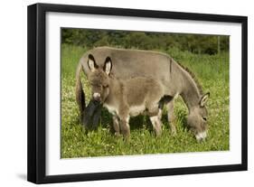 Donkey with Foal Standing in Meadow-null-Framed Photographic Print