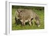 Donkey with Foal Standing in Meadow-null-Framed Photographic Print