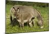 Donkey with Foal Standing in Meadow-null-Mounted Photographic Print