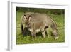 Donkey with Foal Standing in Meadow-null-Framed Photographic Print