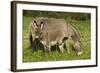 Donkey with Foal Standing in Meadow-null-Framed Photographic Print