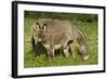 Donkey with Foal Standing in Meadow-null-Framed Photographic Print