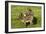 Donkey with Foal Standing in Meadow-null-Framed Photographic Print