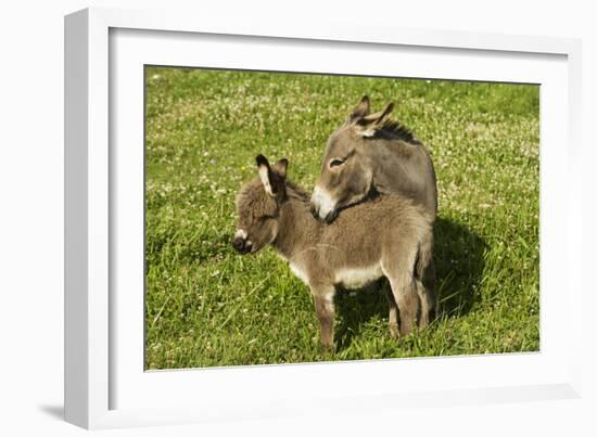 Donkey with Foal Standing in Meadow-null-Framed Photographic Print