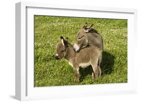 Donkey with Foal Standing in Meadow-null-Framed Photographic Print