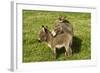 Donkey with Foal Standing in Meadow-null-Framed Photographic Print