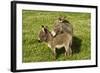 Donkey with Foal Standing in Meadow-null-Framed Photographic Print