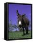 Donkey-Lynn M^ Stone-Framed Stretched Canvas