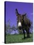 Donkey-Lynn M^ Stone-Stretched Canvas