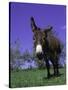 Donkey-Lynn M^ Stone-Stretched Canvas