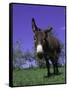 Donkey-Lynn M^ Stone-Framed Stretched Canvas